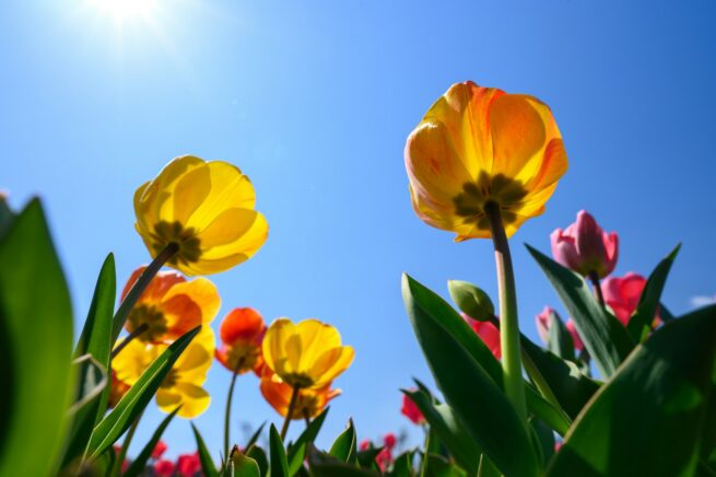 flowers
